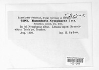 Ramularia nymphaeae image